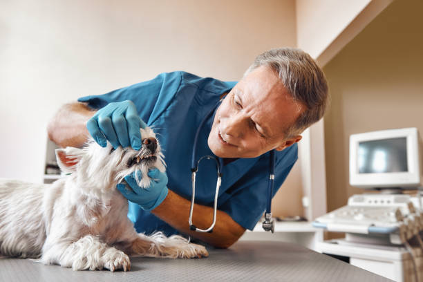 Trusted MT Emergency Dentist Experts